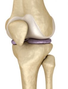 keepain, kneecap anatomy