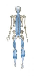 Anatomy Trains Posterior line